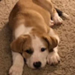 Meet your Posher, Gena